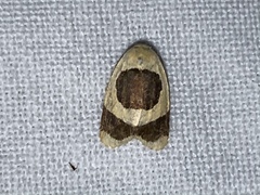 Garudinia bimaculata