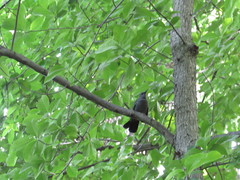 Dumetella carolinensis