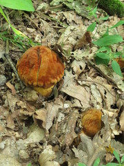 Rugiboletus extremiorientalis