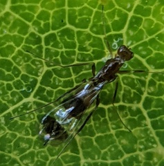 Acmopolynema