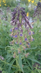 Delphinium valens