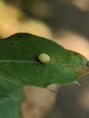 Zopheroteras hubbardi