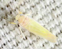 Typhlocyba modesta