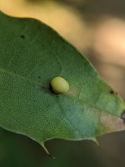 Zopheroteras hubbardi