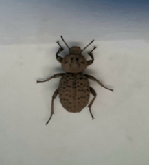 Scotobius pilularius