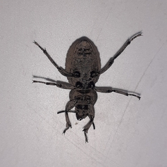 Scotobius pilularius