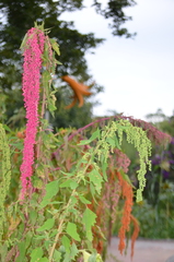 Chenopodium formosanum