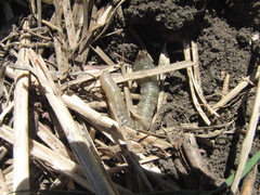 Agrotis orthogonia