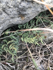 Pellaea glabella
