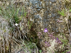 Pinguicula poldinii