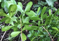 Hypelate trifoliata