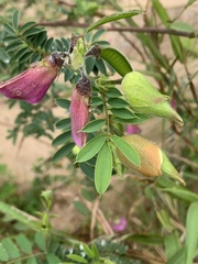 Tephrosia grandiflora