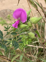 Tephrosia grandiflora