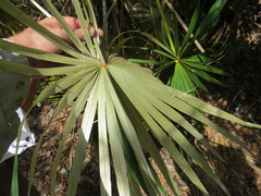 Coccothrinax argentata