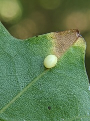 Zopheroteras hubbardi