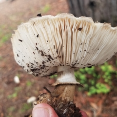 Chlorophyllum