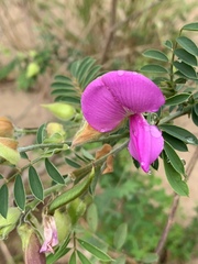 Tephrosia grandiflora