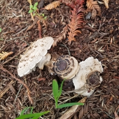 Chlorophyllum