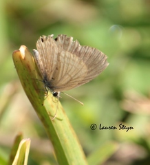 Euchrysops malathana