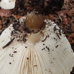 Chlorophyllum