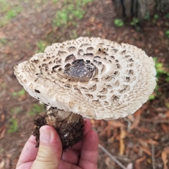 Chlorophyllum