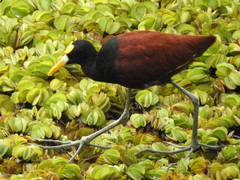 Jacana spinosa