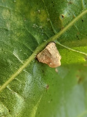 Macrodiplosis majalis