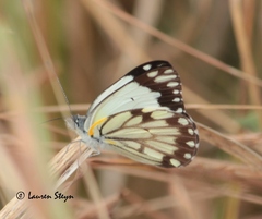Belenois creona severina