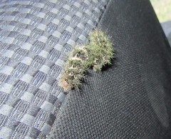 Ormiscodes amphimone