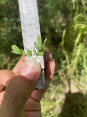 Parkinsonia texana macra