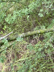 Parkinsonia texana macra