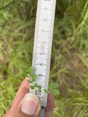 Parkinsonia texana macra
