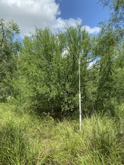Parkinsonia texana macra