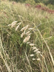 Bromus kalmii