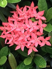 Ixora coccinea