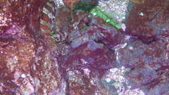 Oxylebius pictus