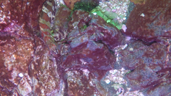 Oxylebius pictus