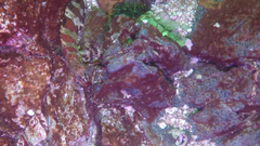 Oxylebius pictus
