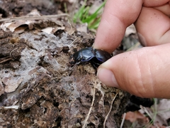 Pasimachus elongatus