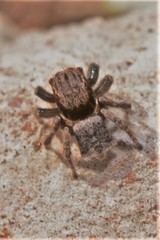 Maratus vespertilio
