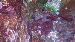 Oxylebius pictus