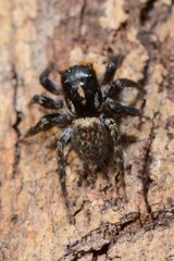 Saitis virgatus