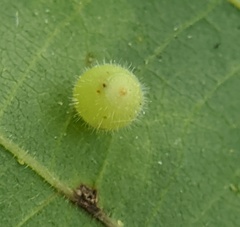 Caryomyia cilidolium