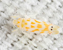 Eratoneura restricta