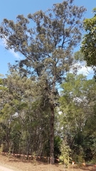 Eucalyptus crebra