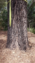 Eucalyptus crebra