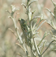 Hesperotettix viridis