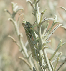 Hesperotettix viridis