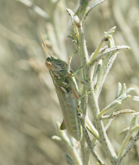 Hesperotettix viridis