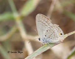 Euchrysops malathana